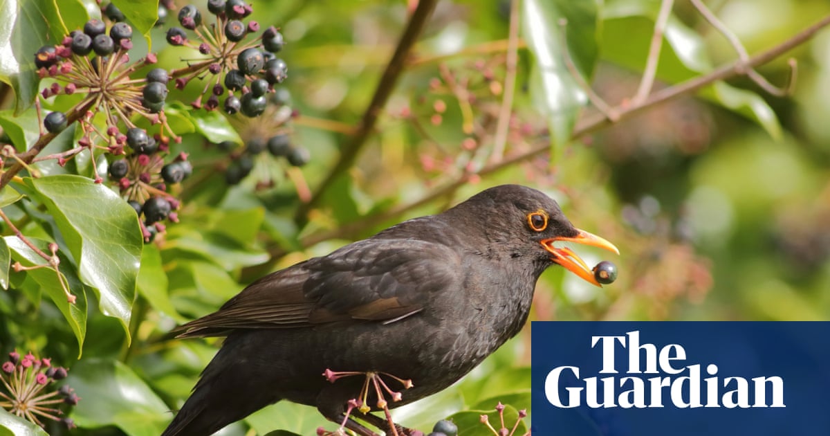 How Birds Beat the Heat Without Sweating