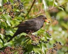 Birds Cope With Heatwaves Through Shade and Bathing