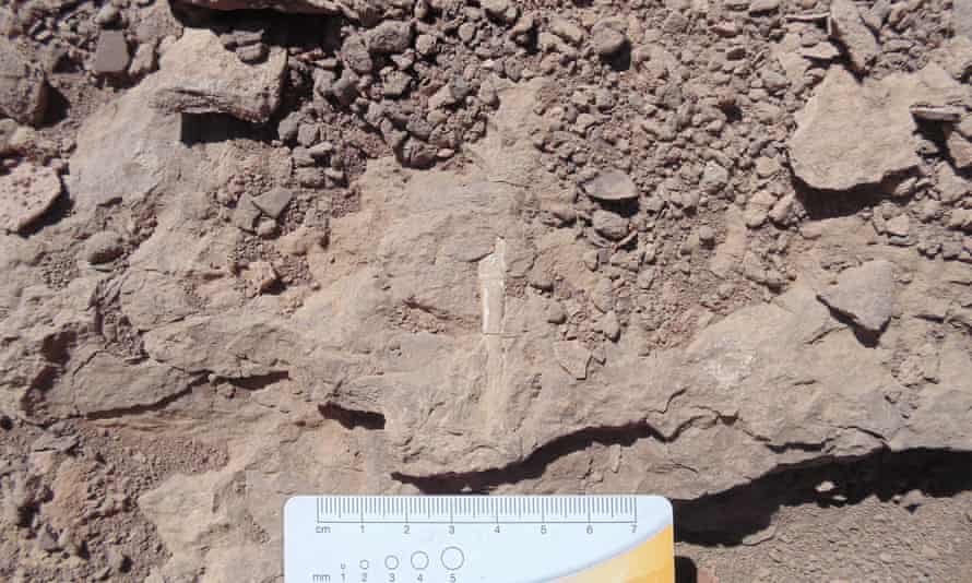 Ancient cemetery of flying reptiles unearthed in Chile’s Atacama desert | Chile 1 Pterosaur fossils found in the Atacama desert.