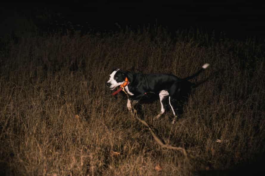Pete, a hunting dog belonging to Jason Bullard of Mountain Wildlife Management, hunts for armadillos.