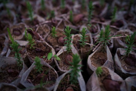 Plántulas de araucaria producidas a partir de piñones