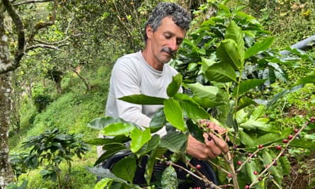 Don Freddy picking coffee on his farm in San Jeronimo.