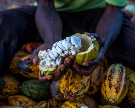 Farmers breaking up harvested cocoa pods in Ivory Coast