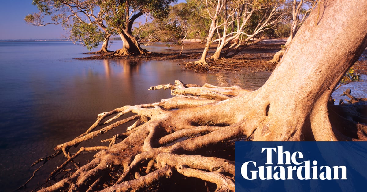 Toondah harbour wetlands: developer accused of not being honest about its plans