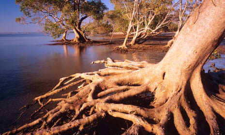Grey mangrove in the estuarine wetland in the Moreton Bay marine park and Ramsar wetland.