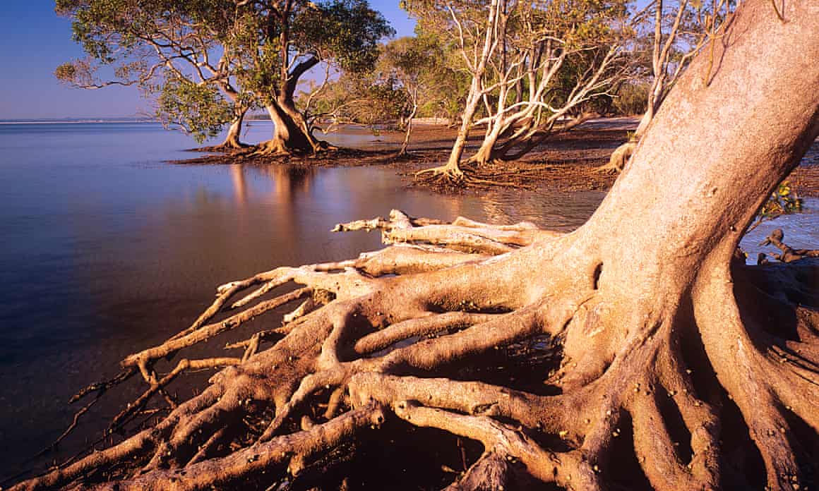 Grey mangrove in the estuarine wetland in the Moreton Bay marine park and Ramsar wetland. Walker Corporation wants to build more than 3,000 units on top of about 40ha of the protected site.