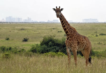 A giraffe grazing inside Nairobi National Park, 7km south of the Kenyan capital.