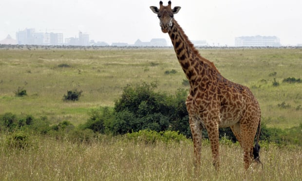 A new railway line is to be built through Nairobi national park.