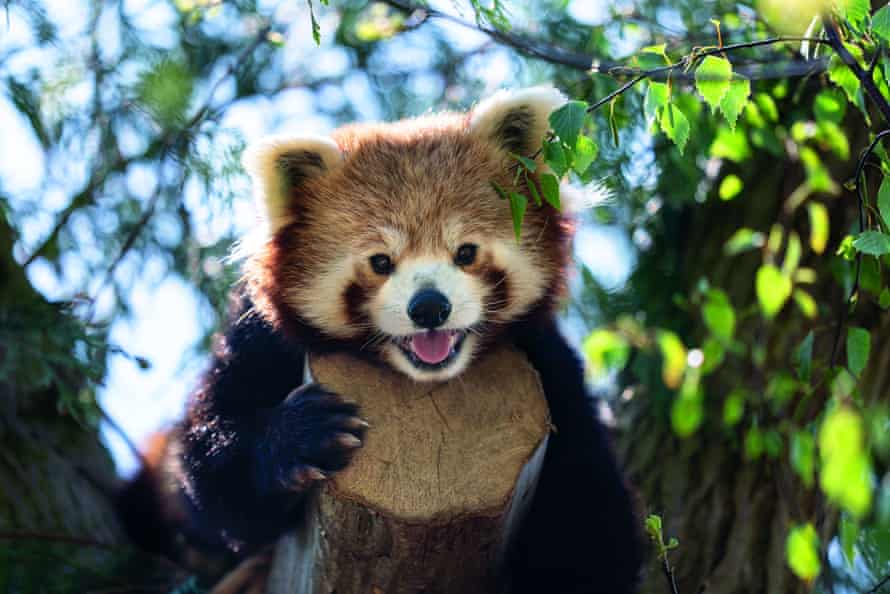 Undated handout photo issued by Marwell Zoo showing a male red panda, Peter, who arrived last year at Marwell Zoo, Winchester.