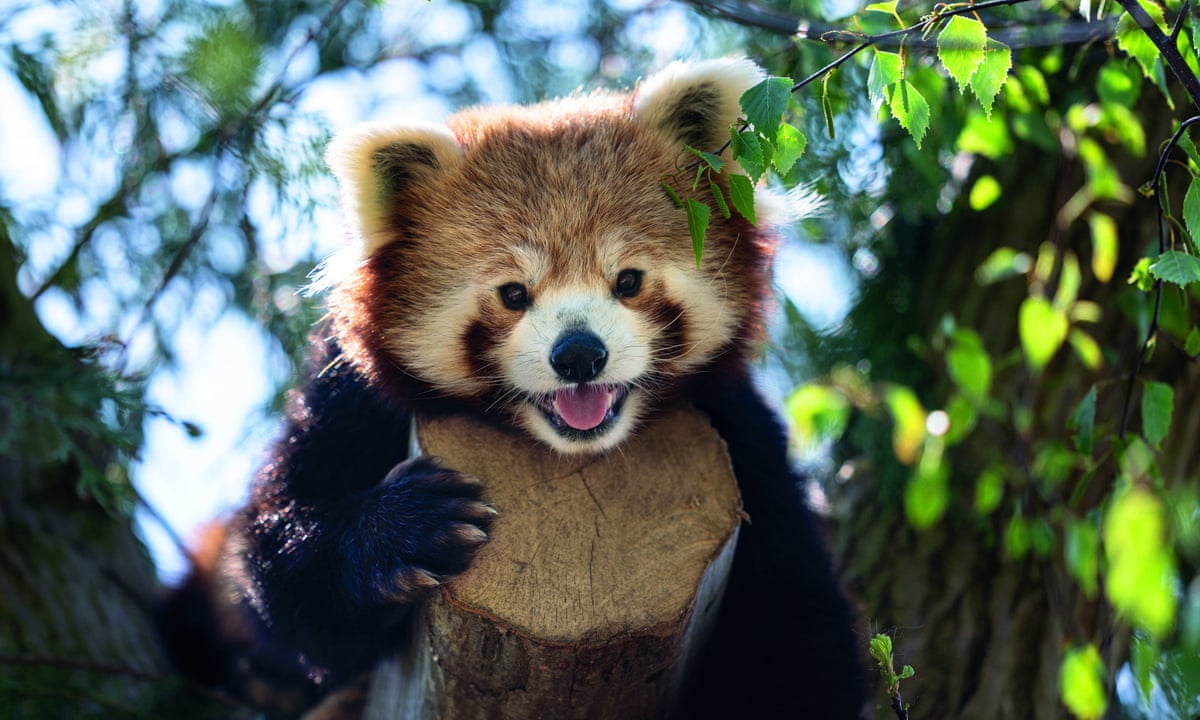 Red pandas are two species, study finds | Animals The Guardian