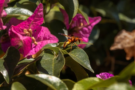 A closeup of an insect that looks like a wasp on a crimson flowering plant