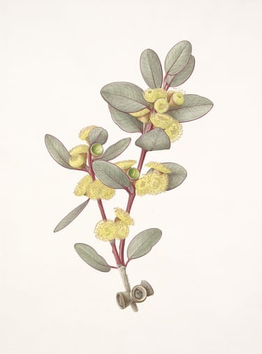 A detailed drawing of the nuts, leaves and yellow flowers of a eucalyptus branch