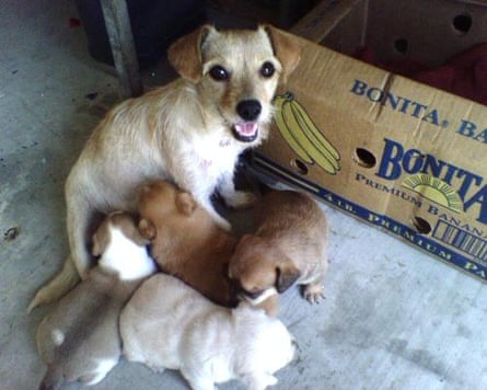 Puppy love ... Manson’s rescue dog Veela with her offspring.