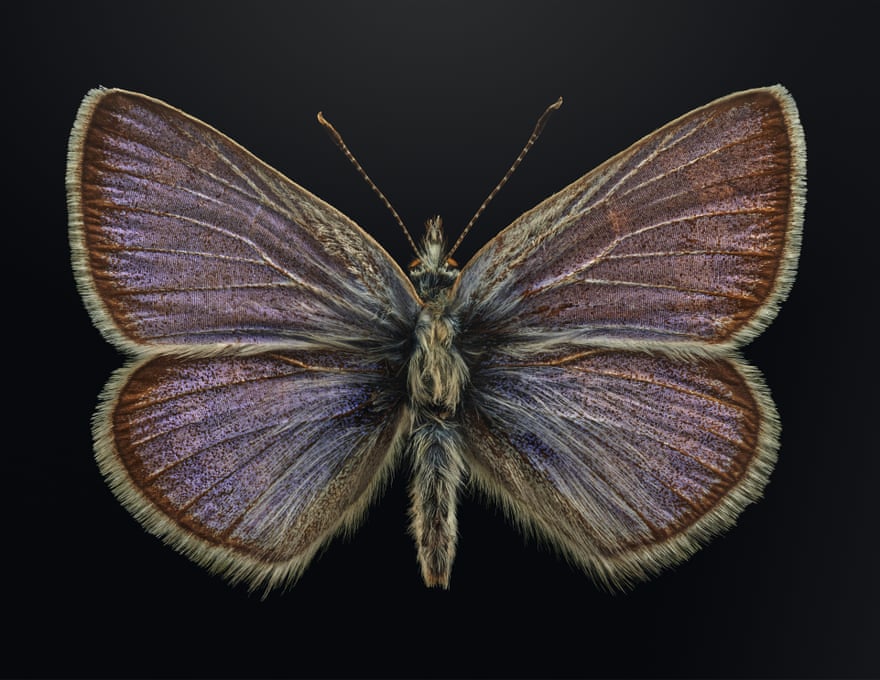 Xerces blue butterfly (Glaucopsyche xerces)