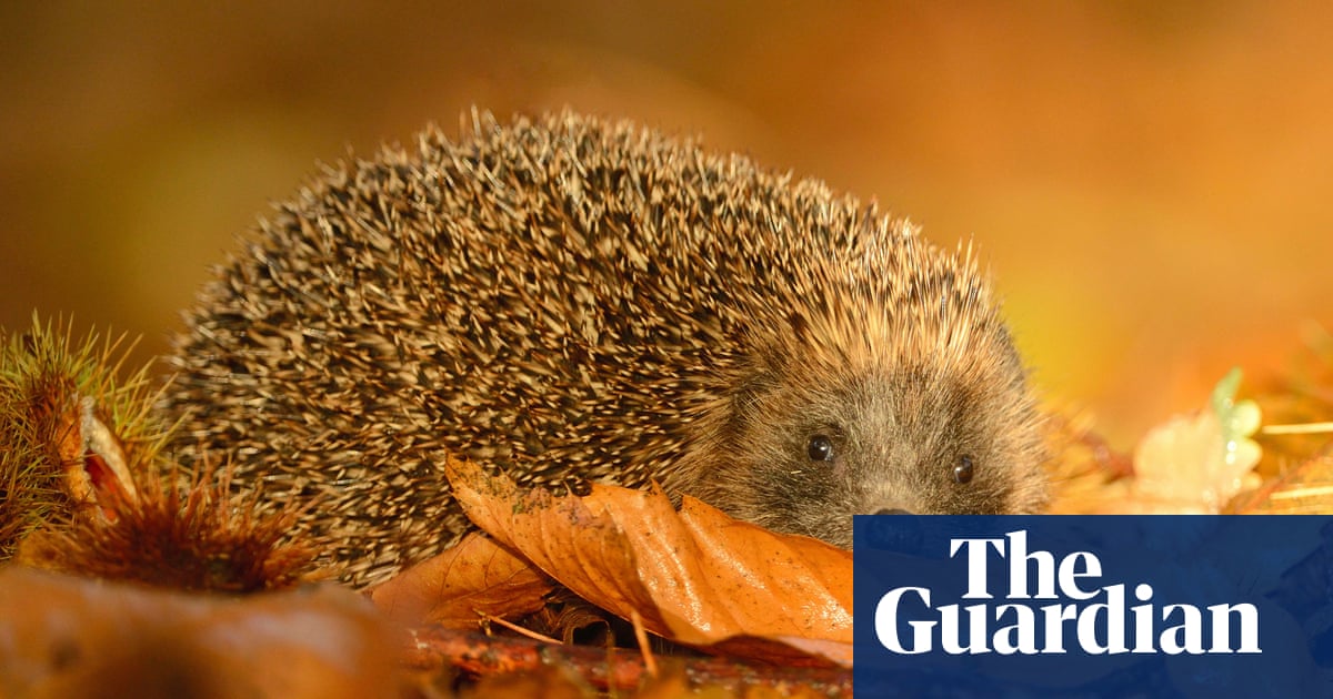 Hedgehogs had MRSA superbug long before antibiotics use, research finds