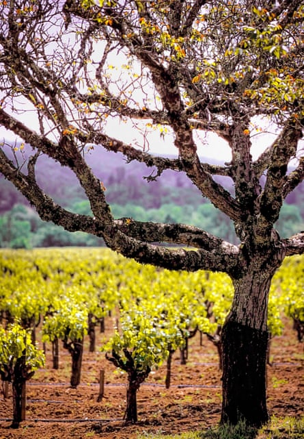 رحلة قابلة للشرب عبر منطقة النبيذ في كاليفورنيا – من وادي نابا إلى تيميكولا رحلة قابلة للشرب عبر منطقة النبيذ في كاليفورنيا – من وادي نابا إلى تيميكولا