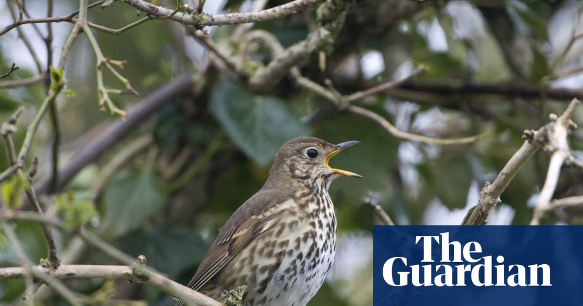 ‘That thrush just did something incredible’: tuning in to bird calls on a North York Moors walk