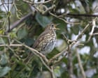 ‘That thrush just did something incredible’: tuning in to bird calls on a North York Moors walk
