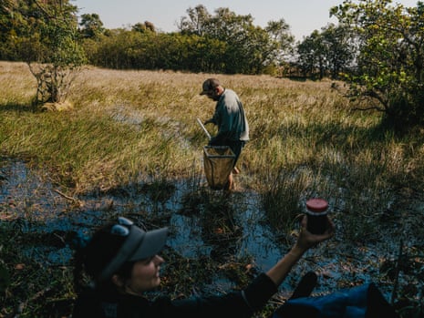 Dr Chad Keates wades through wetland carrying a large net as Dr Jess Comley holds up a sample jar
