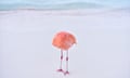 A flamingo with head buried in feathers, standing on a white beach.