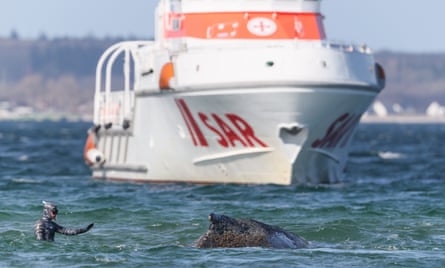 Robert Marc Lehmann, a marine biologist, in the water near the mostly submerged whale, with a boat in the background