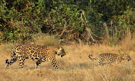 The authors say an area of more than 31,800 sq miles could support from 90 to 150 adult jaguars, a population that could be viable for at least 100 years. The last known jaguar in the region was hunted in 1964.