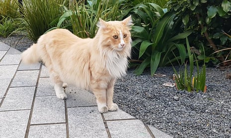 Wellington’s world famous cat, Mittens, has been nominated as New Zealander of the year.