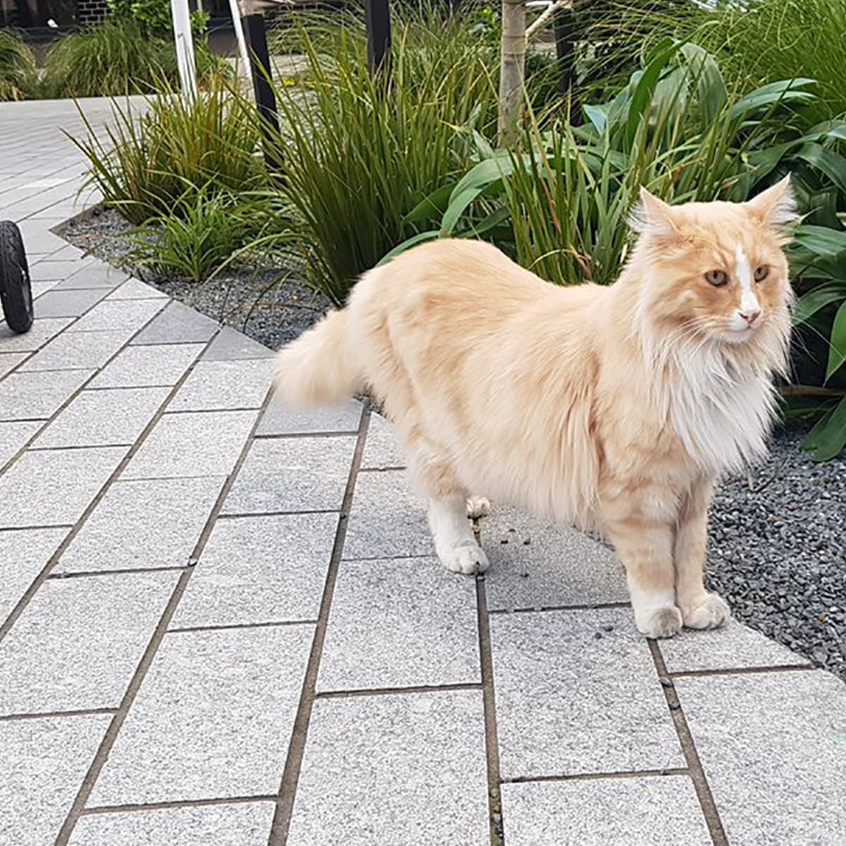 The Best Thing About Wellington Mittens The Cat Has Paws All Over New Zealand Capital New Zealand The Guardian