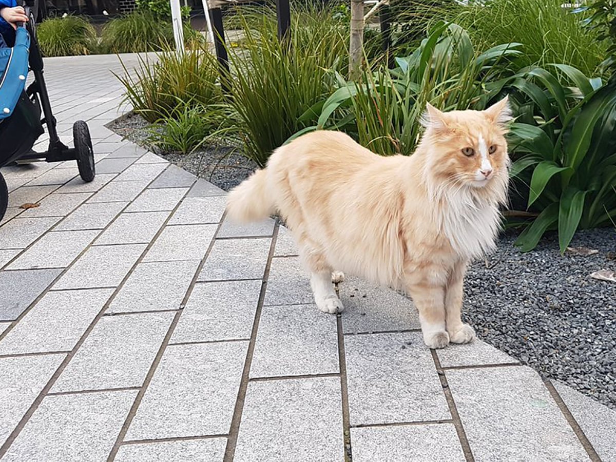 The Best Thing About Wellington Mittens The Cat Has Paws All