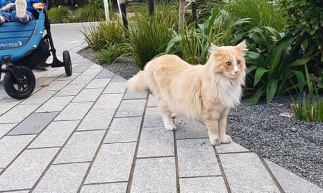 Wellington’s famous cat, Mittens