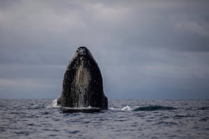 Uma baleia jubarte surge nas águas da Bahía Solano, na Colômbia. Todos os anos os cariocas acolhem os mamíferos junto com um grande número de turistas que chegam para observá-los enquanto passam pelo Pacífico.