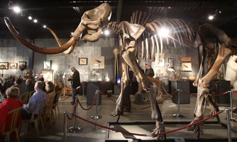 A woolly mammoth skeleton on display.