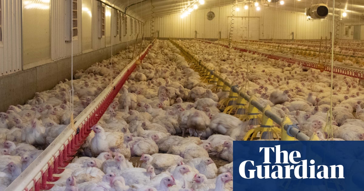 The real cost of the chicken in your supermarket trolley