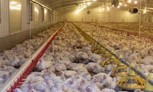 Fast growing broilers in intensive shed production