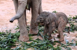 The week in wildlife – in pictures 21 An African elephant calf eats at the Chimelong Conservation Base of World Endangered Wild Plants and Animals in Qingyuan, China