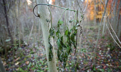An ash tree showing symptoms of ash dieback near Canterbury, Kent.