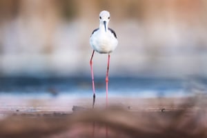 A black-winged stilt wades during it’s stopover in Bursa, Turkey. Known for its long legs, the species easily moves in shallow waters, gaining a significant advantage while feeding. These elegant birds can be seen around water edges, ponds, and marshes, where their pink legs, red eyes, and graceful posture make them stand out