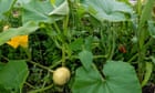No room in your garden for all your crops? Try mixing things up with interplanting