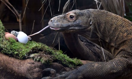 Ganas, London zoo’s komodo dragon, tucking in to some eggs.