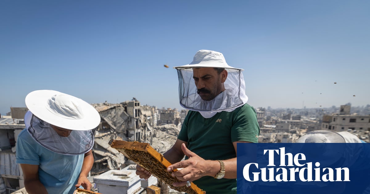From 400 hives to 35: the Gaza beekeeper refusing to let war end his life’s work