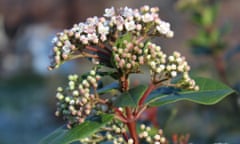 Viburnum tinus can be kept as a shrub.