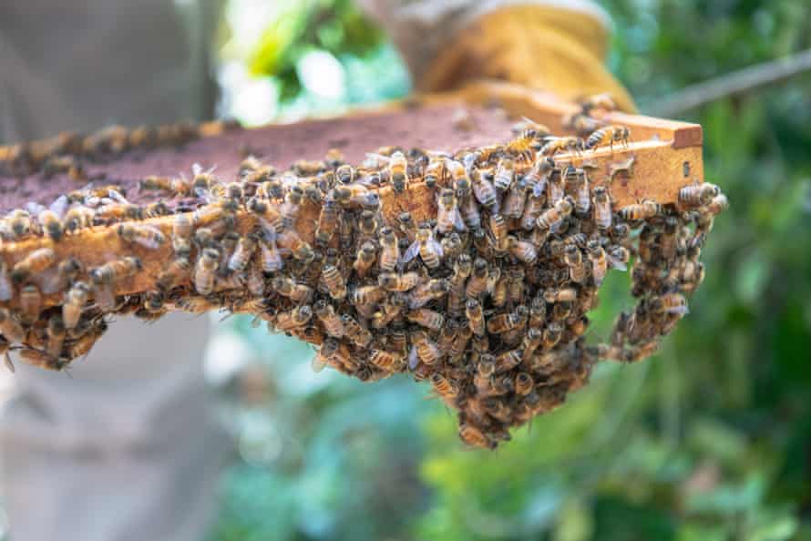 Beekeeping function.  Beekeeper Tony Wilsmore tends to one of his hives which is housed in a backyard in the northern suburbs of Melbourne.  Australia