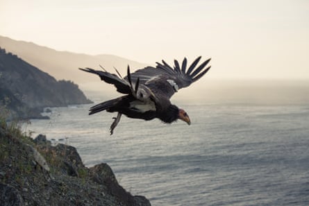 A California condor takes off along the Big Sur Coast of California.