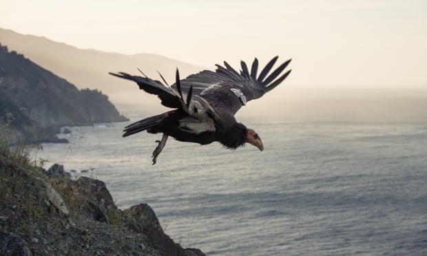 A California condor on the Big Sur coast.