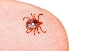 A lone star tick (Amblyomma americanum)