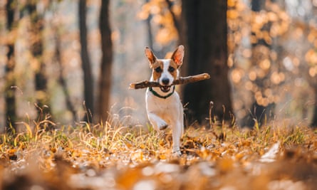 A jack russell with a stick in the woods