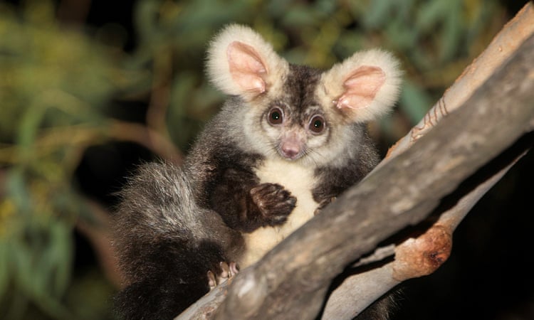 Environment summit taking place in Sydney while greater glider habitat is logged is ‘bullshit’, advocates say Environment summit taking place in Sydney while greater glider habitat is logged is ‘bullshit’, advocates say