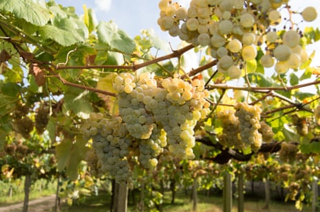 A vineyard with ripe Albariño grapes – now the go-to white wine to drink with seafood