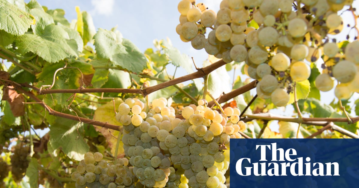 What to drink with seafood? Albariño is its natural companion | Hannah Crosbie on drinks