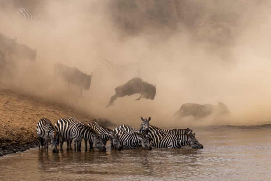 zebra and wildebeest